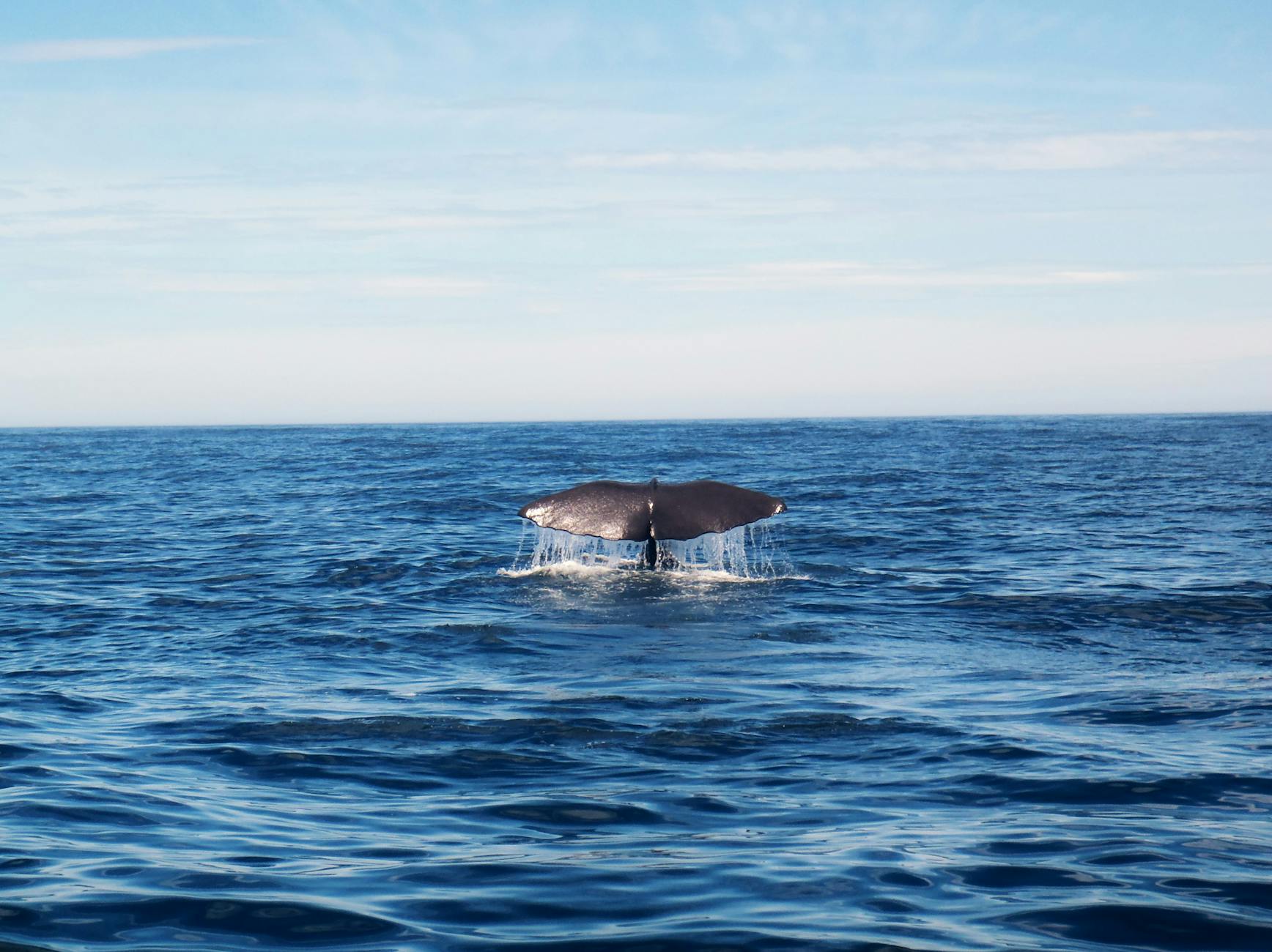 humpback whale on ocean